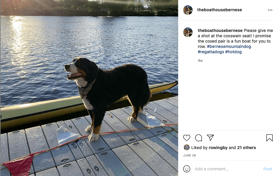 rowing dogs