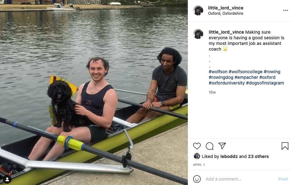 rowing dogs