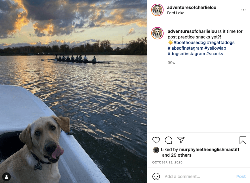 rowing dogs