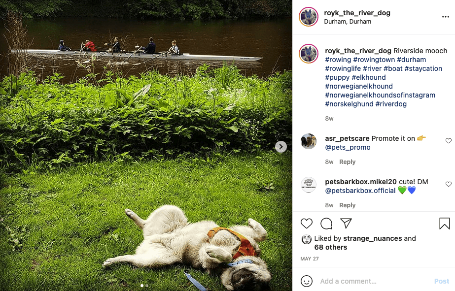 rowing dogs