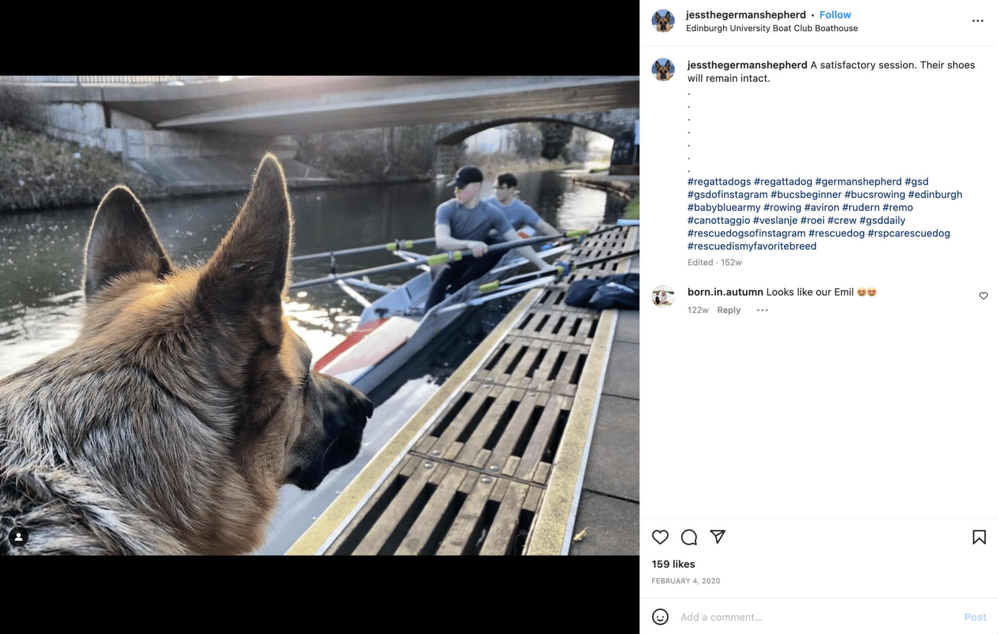 Best Rowing Dogs Part III - Rowing Travel Blog